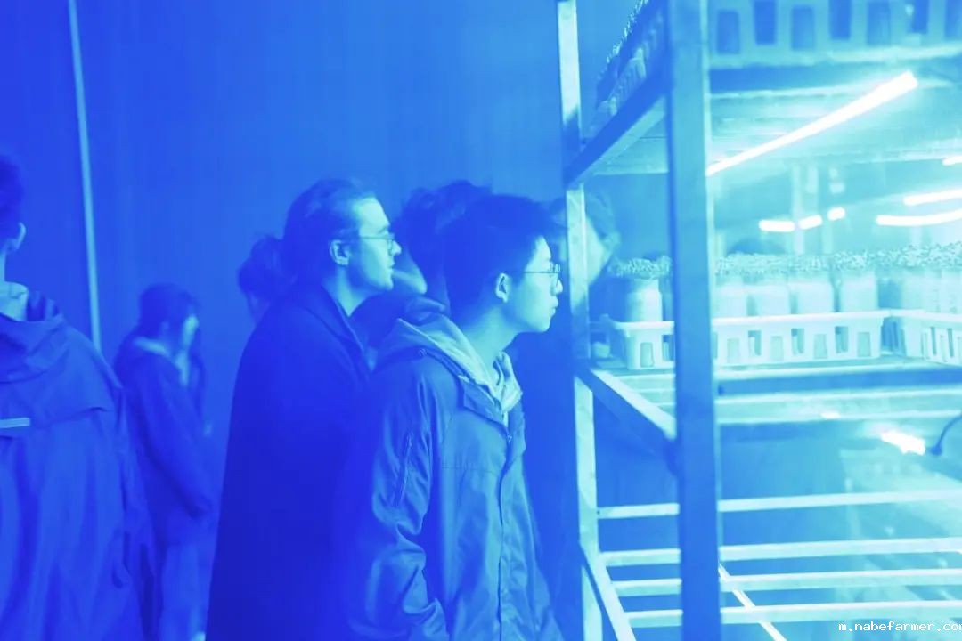 不一样的商务课程丨探秘成都丰科菌菇生产,领略现代农业魅力