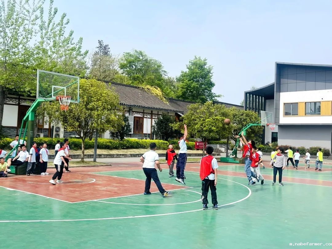 篮球跃动校园,汗水浇灌成长