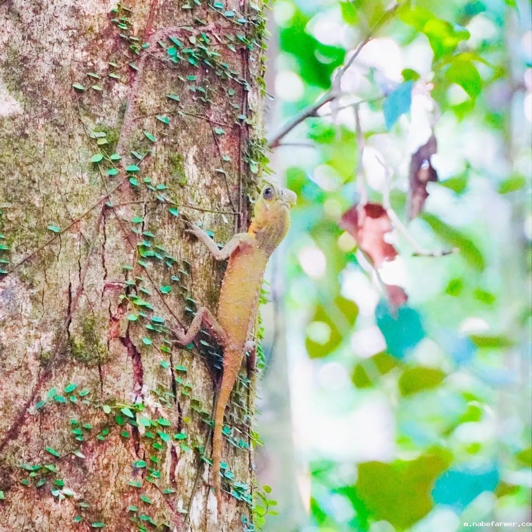 暑期海外实践 | 我们在斯里兰做义工，学会爱与尊重！
