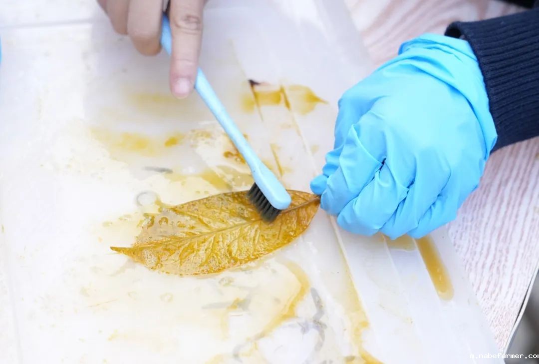 探索无限可能，在自然周里发现结构之美！